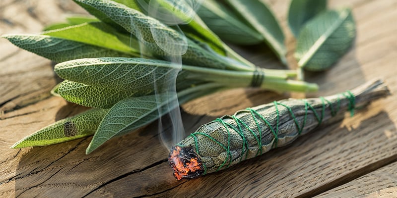 Méthodes d’utilisation et dosage de la Salvia divinorum