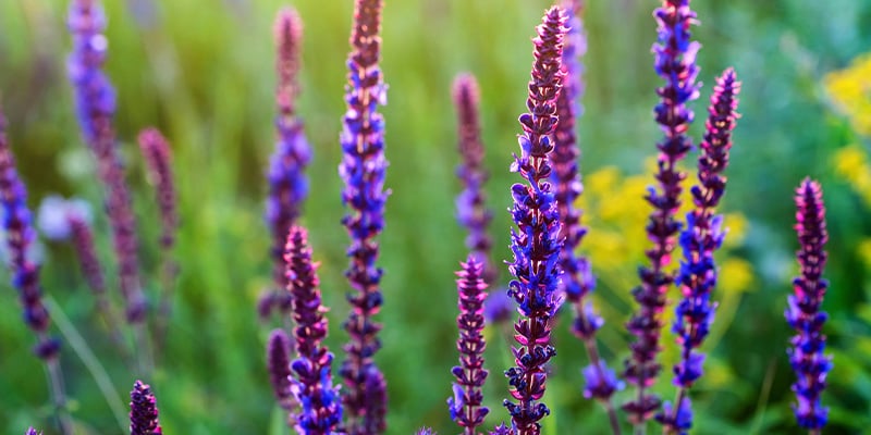 Qu’est-ce que la Salvia divinorum ?