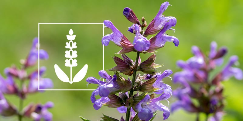 Salvia divinorum : tout ce qu'il faut savoir