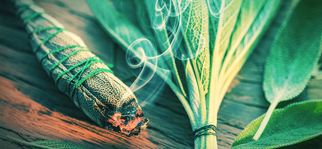 À quoi s'attendre avec la Salvia