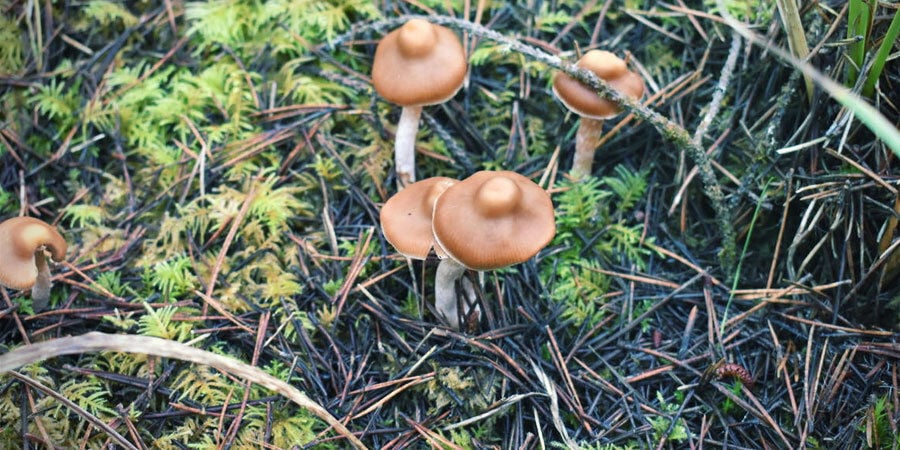 Quels Champignons Magiques Sont Les Plus Forts ?