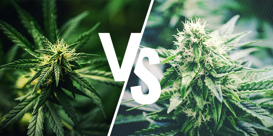 Chanvre Vs. Le Cannabis