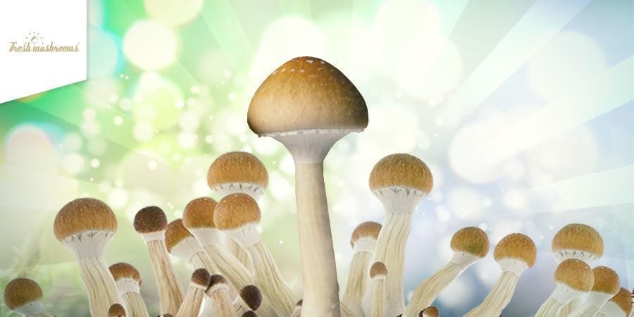 Fresh Mushrooms Grow Kit HEADER CMS