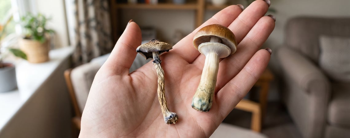 Comment Sécher Des Champignons Magiques ? Comment Sécher Des Champignons Magiques ?
