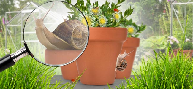 les nuisibles courants susceptibles d'attaquer le kanna