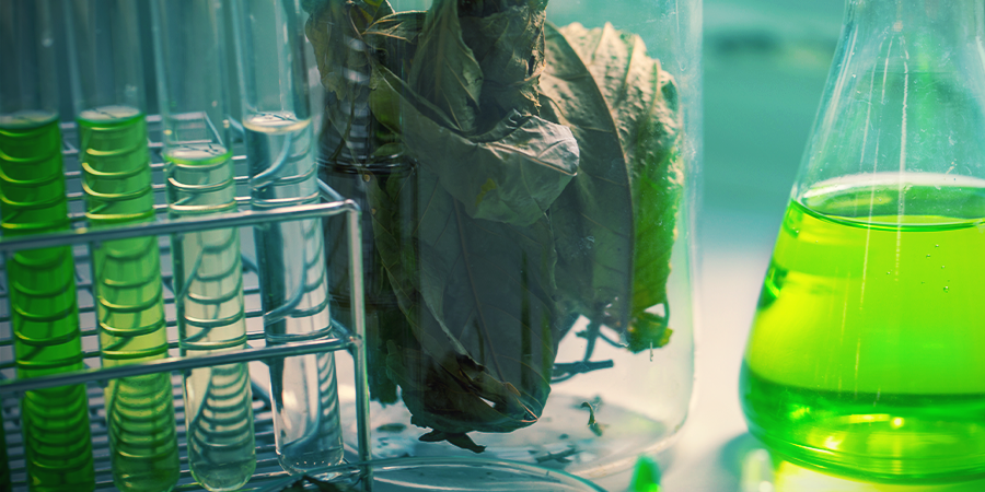 Composition Chimique Du Kratom Composition Chimique Du Kratom