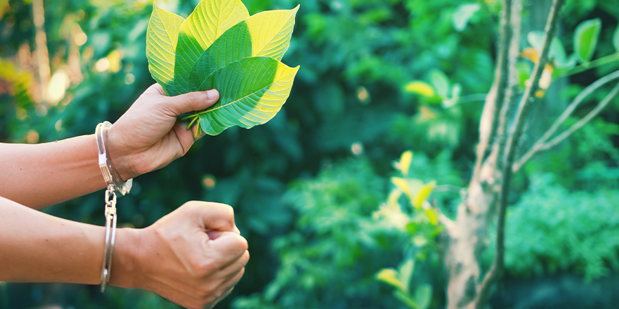 L’utilisation De Kratom Persiste Malgré La Législation L’utilisation De Kratom Persiste Malgré La Législation