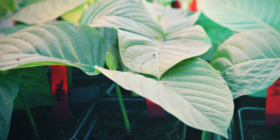 La Meilleure Terre Pour La Culture Du Kratom La Meilleure Terre Pour La Culture Du Kratom