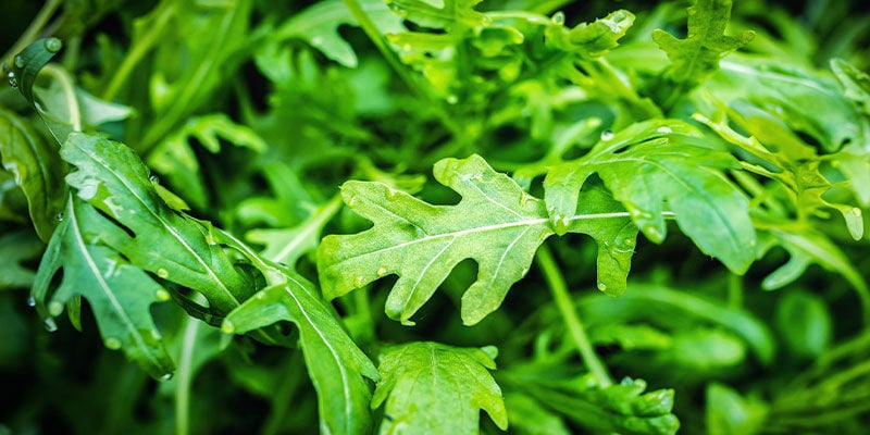 Découvrez Les Meilleurs Vaporisateurs Pour Vaporiser Des Herbes Séchées -  Zamnesia Blog