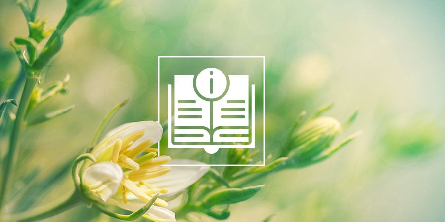 Peganum Harmala : Tout Ce Que Vous Devez Savoir Peganum Harmala : Tout Ce Que Vous Devez Savoir