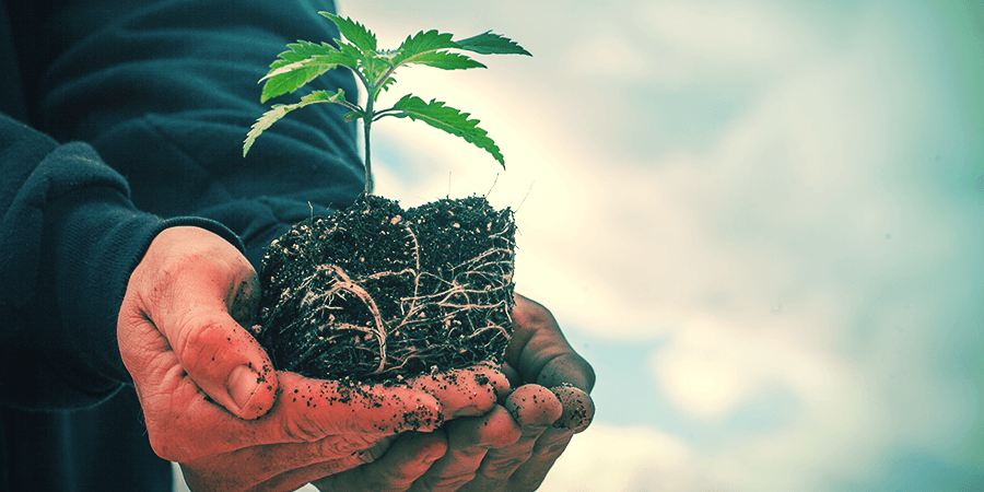 Sativa Vs. Indica: La Différence Dans La Culture