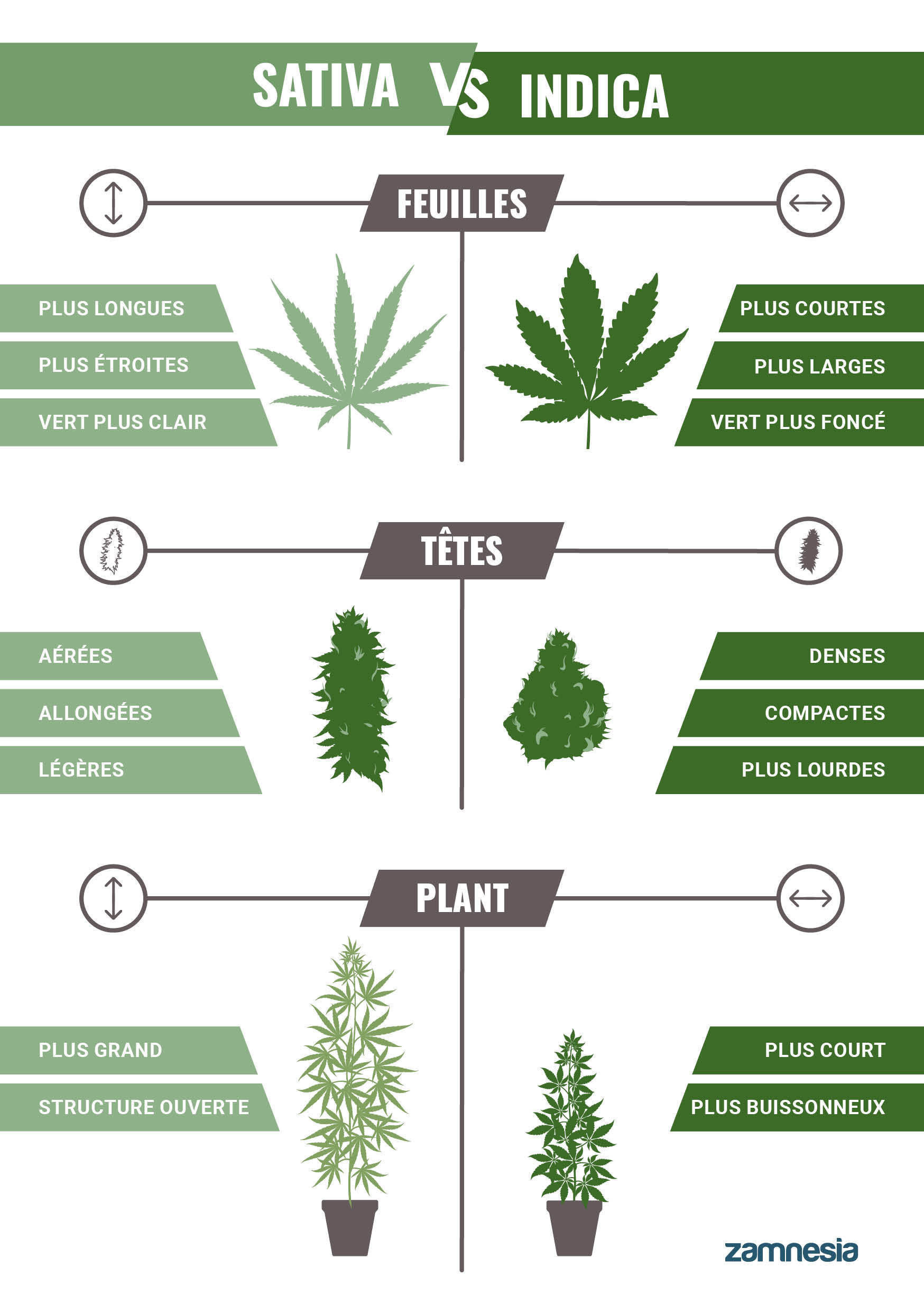 Indica VS Sativa