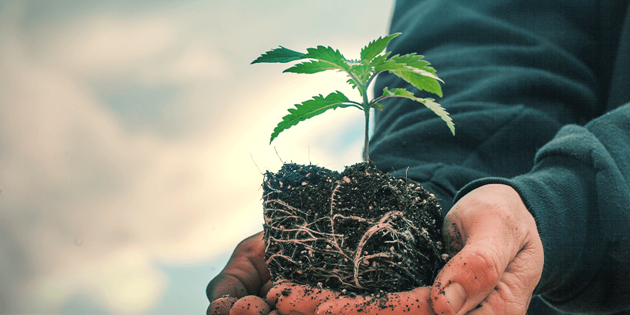 Sativa Vs. Indica: La Différence Dans La Culture