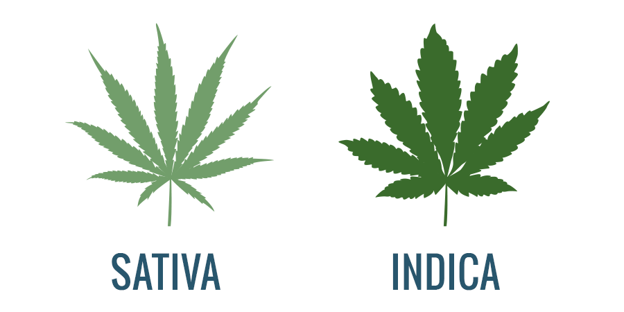 Sativa Vs. Indica: Caractéristiques
