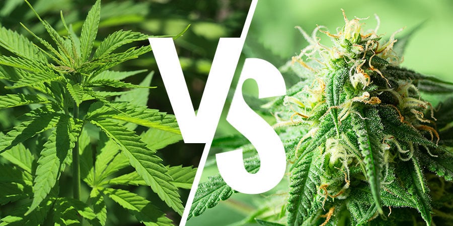 Débat Indica VS Sativa : Est-il Toujours Valable ?