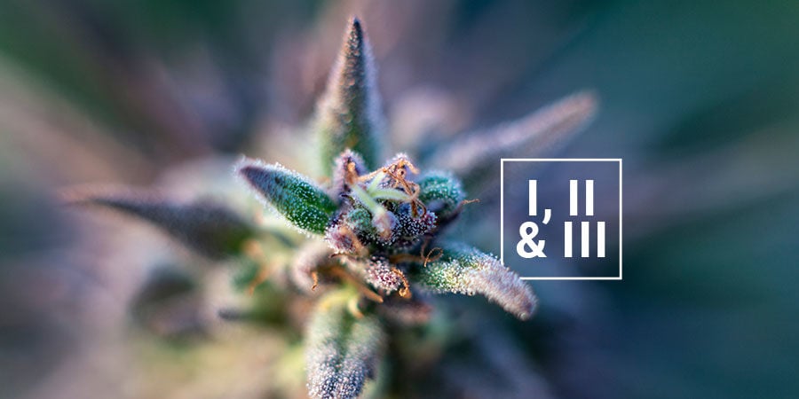 Un Mot Sur La Classification Du Cannabis En Type I, Type II Ou Type III