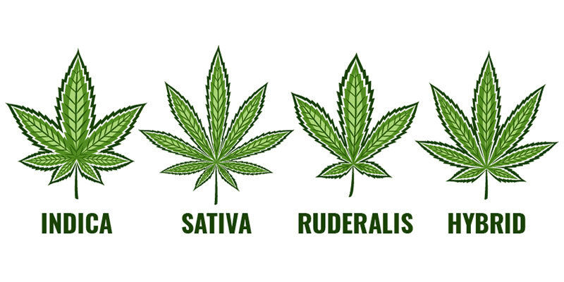 Que Sont Les Variétés Indica, Sativa Et Hybrides ?