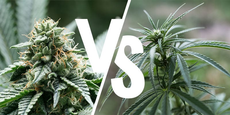 Les Plantes Indica Et Sativa Provoquent-Elles Des Effets Différents ?