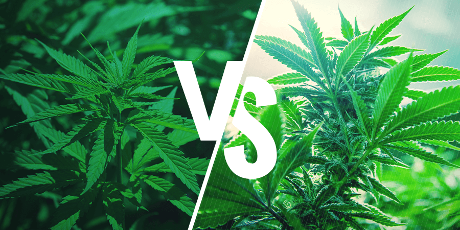 Sativa vs. Indica: Effets