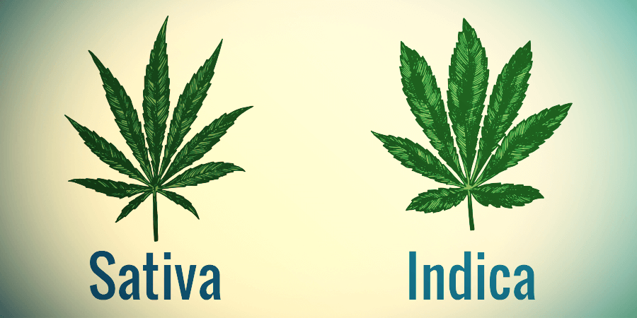 Sativa Vs. Indica: Caractéristiques