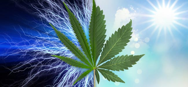 Sativa Vs. Indica: Caractéristiques