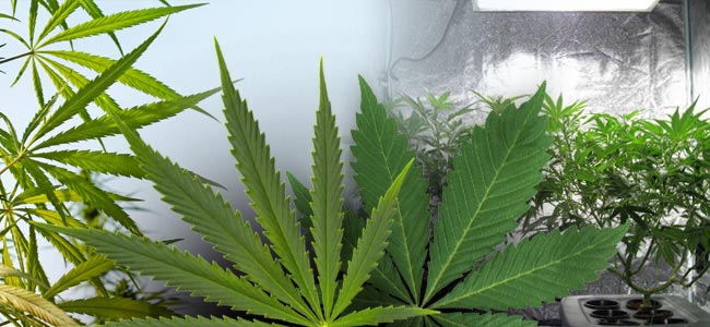 Sativa Vs. Indica: La Différence Dans La Culture