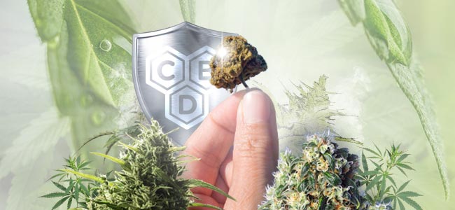 Variétés De Cannabis Riches En CBD