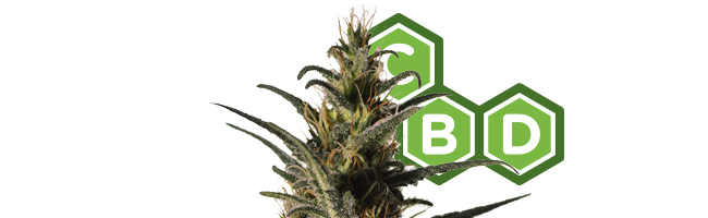 Candida (CD-1) (Medical Marijuana Genetics)