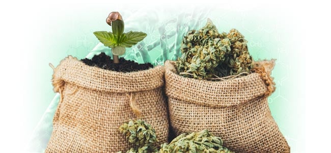 Qu'est-ce qui est considéré comme étant une variété riche en CBD ?