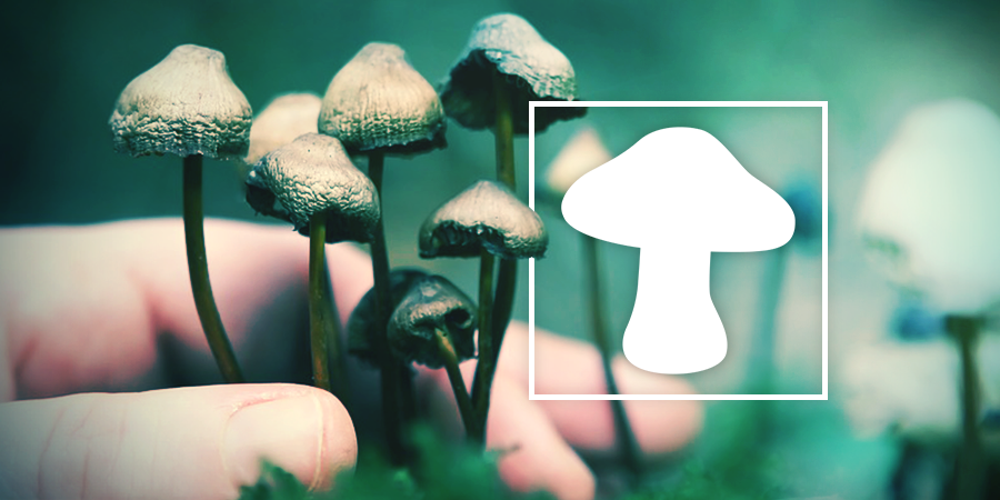 Étude En Profondeur : Applications Historiques, Culturelles Et Religieuses Des Champignons Magiques Étude En Profondeur : Applications Historiques, Culturelles Et Religieuses Des Champignons Magiques