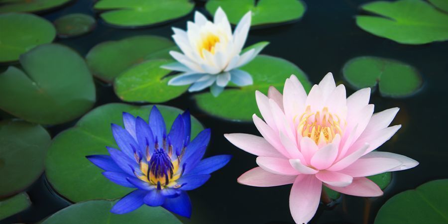 Autres Membres De La Famille Des Lotus