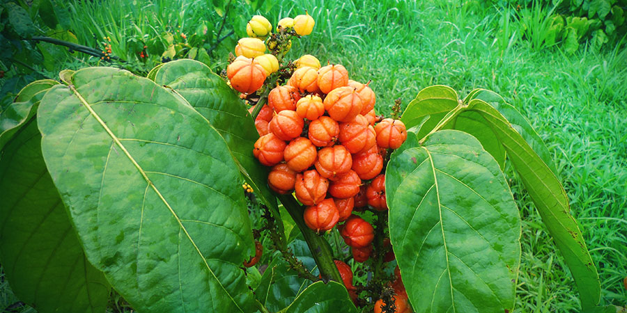 Guarana: Tout Ce Que Vous Devez Savoir - Zamnesia Guarana: Tout Ce Que Vous Devez Savoir - Zamnesia
