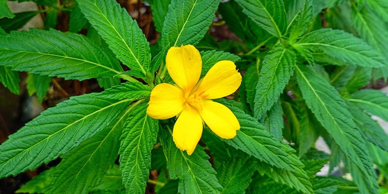 Damiana : Foire aux questions
