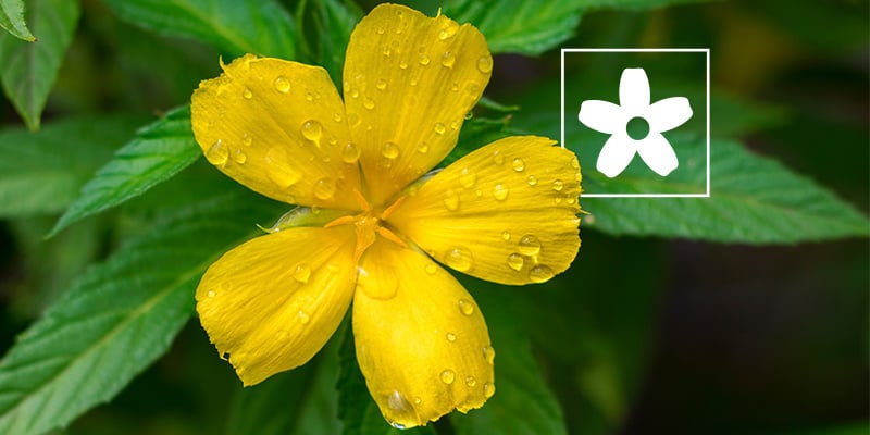 Comment utiliser la damiana : Tout ce qu’il faut savoir