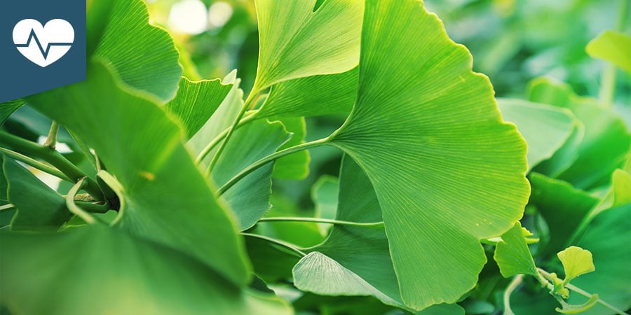 Ginkgo Biloba Ginkgo Biloba