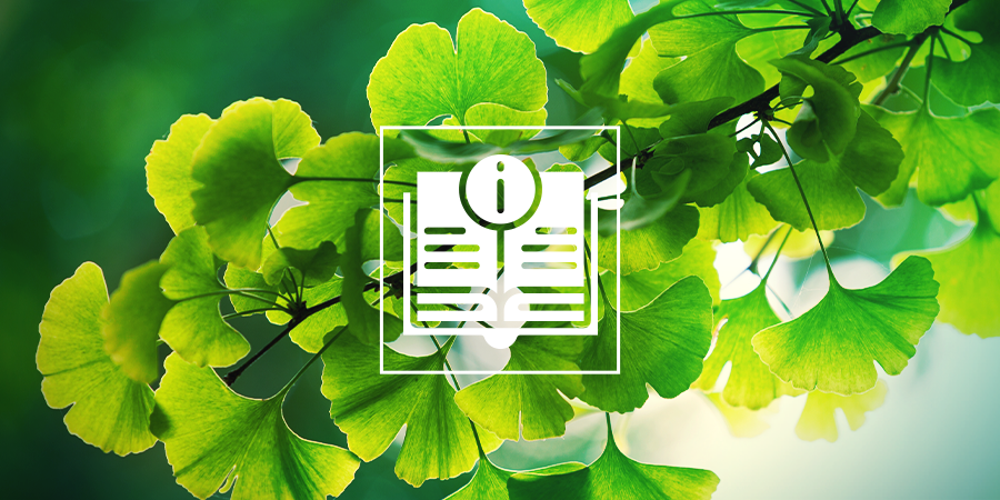 Ginkgo Biloba : Tout Ce Qu'Il Faut Savoir Ginkgo Biloba : Tout Ce Qu'Il Faut Savoir