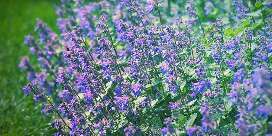 Botanique Herbe-Aux-Chats