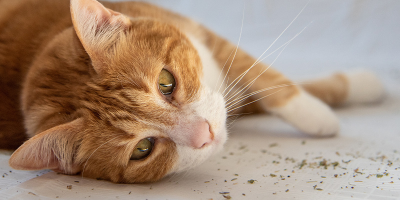 L’herbe-aux-chats est-elle une drogue ? L’herbe-aux-chats fait-elle planer les chats ?