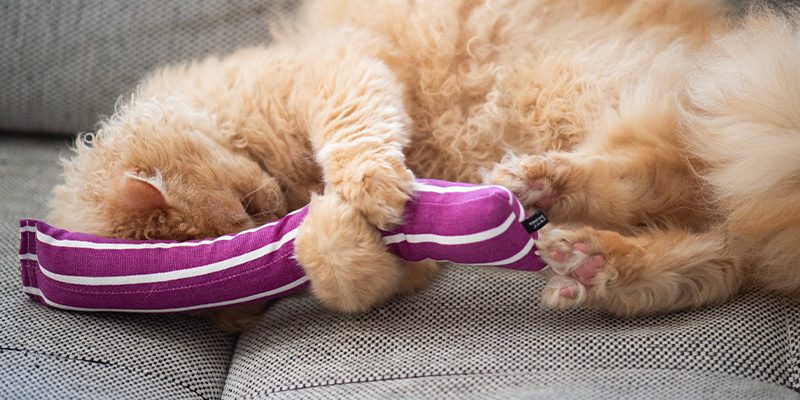 Jouets à l’herbe-aux-chats