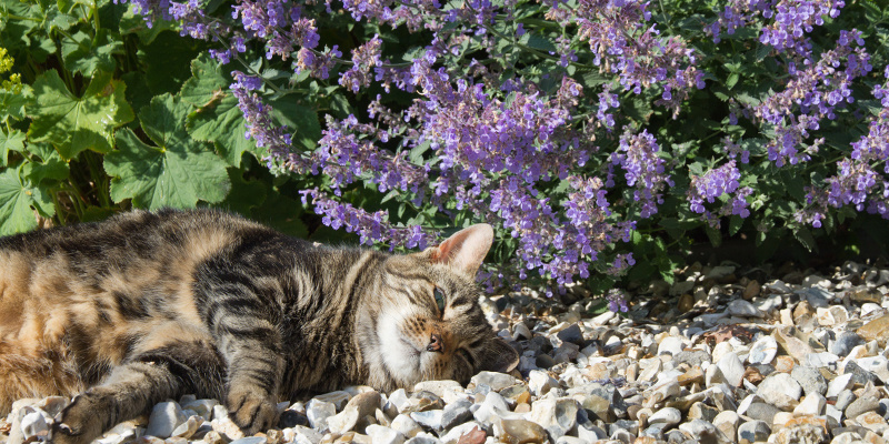 Herbe-aux-chats fraîche