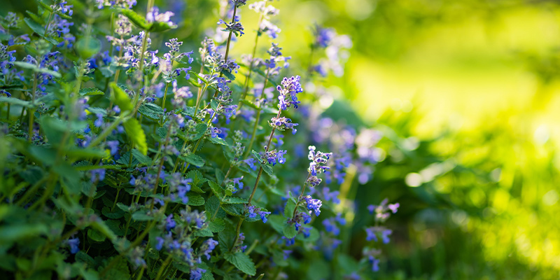 Comment fonctionne l’herbe-aux-chats ?