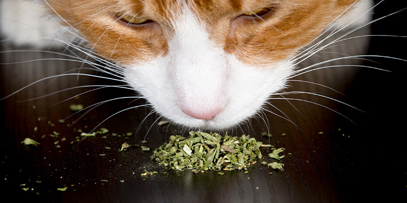 Comment donner de l’herbe-aux-chats à votre félin ?