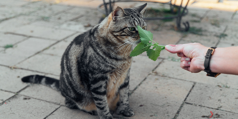 L’herbe-aux-chats est-elle sans danger pour les chats ?