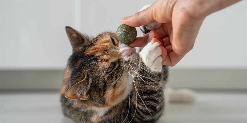 Quels sont les bienfaits de l’herbe-aux-chats ?