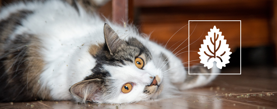 L’herbe-aux-chats : Tout ce qu’il faut savoir
