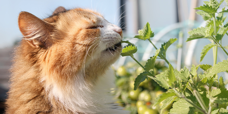 Qu’est-ce que l’herbe-aux-chats?