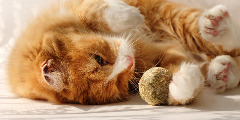 Pourquoi les chats aiment-ils l’herbe-aux-chats ?