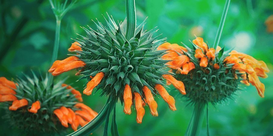 Botanique De Leonotis Leonurus