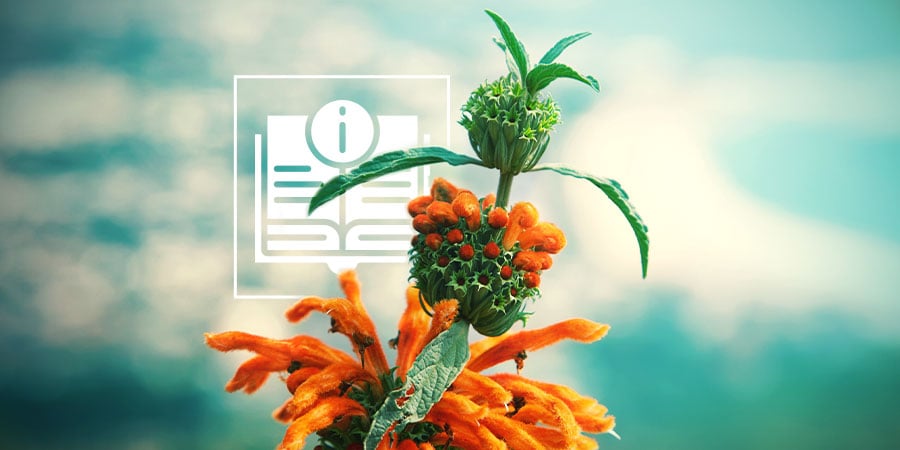 Leonotis Leonurus: Tout Ce Que Vous Devez Savoir