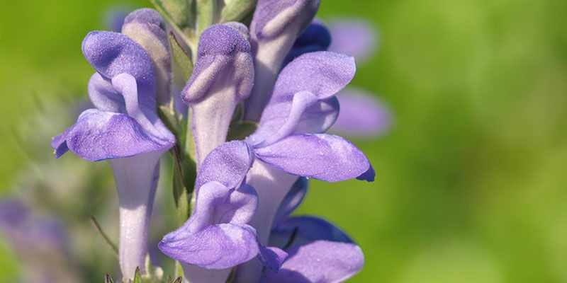 BOTANIE DE LA SCUTELLAIRE CASQUÉE